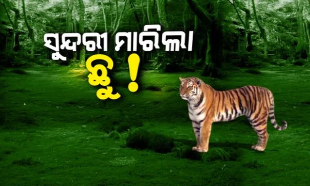 ଫରେଷ୍ଟ ଅଫିସର ରାତି ଅନିଦ୍ରା, ହେଲେ ଛୁ’ ମାରିଲା ‘ସୁନ୍ଦରୀ’ ! ଟ୍ରାଙ୍କୁଲାଇଜ କଲାବେଳେ ବାଜିଲାନି ନିଶ୍ଚେତକ ଗୁଳି, ଡିଆଁ ମାରି ଜଙ୍ଗଲ ଭିତରକୁ ଚାଲିଗଲା ବାଘୁଣୀ ।