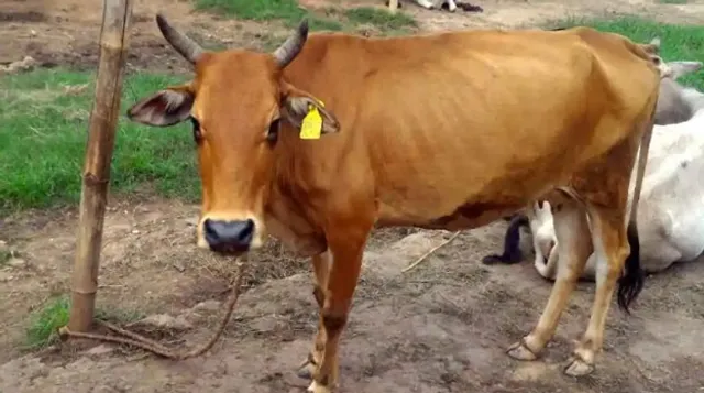 ରାଜଧାନୀରେ ଥିବା ଗୃହପାଳିତ ଗାଈ ଓ ମଇଁଷିଙ୍କ କାନରେ ଟ୍ୟାଗ ଲଗାଇବ ବିଏମସି । ରାସ୍ତାରେ ବୁଲିଲେ ମାଲିକ ଦେବେ ଜରିମାନା