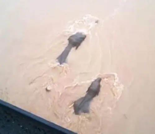 ମୁଣ୍ଡୁଳୀ ନିକଟରେ ମହାନଦୀ ପାରି ହେବାବେଳେ ଫଶିଗଲେ ହାତୀପଲ : ପ୍ରଖର ସ୍ରୋତରେ କିଛି ବାଟ ଠେଲି ହୋଇଗଲେ ୫ହାତୀ, ପହଁରି ନପାରି ପୁଣି ଫେରଆସିିଲେ କୂଳକୁ