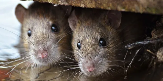 ସ୍ୱାସ୍ଥ୍ୟ ବ୍ୟବସ୍ଥାର କରୁଣ ଚିତ୍ର ! ମେଡ଼ିକାଲରେ ୯ ଦିନର ନବଜାତ ଶିଶୁକୁ କାଟି ମାରିଦେଲେ ମୂଷା