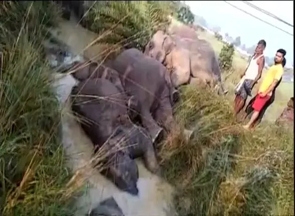 ନବୀନଙ୍କୁ ମାନେକାଙ୍କ ଚିଠି ! ହାତୀଙ୍କ ସୁରକ୍ଷା ଦିଗରେ ବ୍ୟକ୍ତିଗତଭାବେ ଧ୍ୟାନ ଦେବାକୁ ପରାମର୍ଶ ।