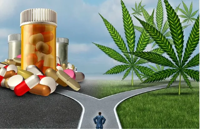 ଭାଙ୍ଗ କରିବ କ୍ୟାନସରର ମୁକାବିଲା : ଭାଙ୍ଗ ପତ୍ରରୁୁ ତିଆରି ହେବ ଔଷଧ । ଏମ୍ସର ରୋଗୀଙ୍କ ଉପରେ ହେବ ଉପଯୋଗ 