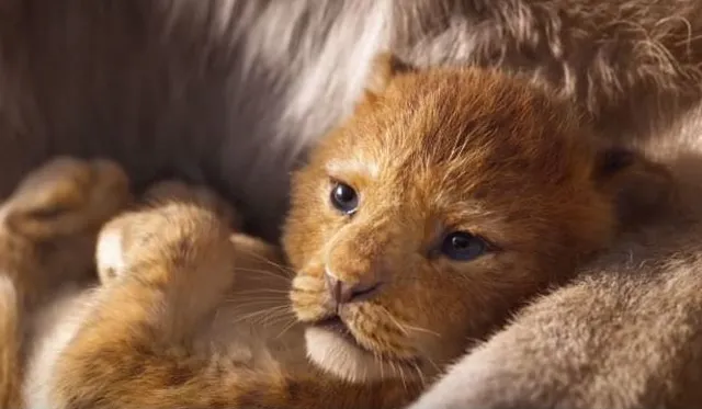 ୟୁଟ୍ୟୁବରେ ଧମାଲ କରୁଛି ହଲିଉଡ ଫିଲ୍ମ ‘ଦ ଲାୟନ କିଙ୍ଗ’ର ଟିଜର : ୩୪ କୋଟି ଥର ଦେଖାଯାଇସାରିଛି ଭିଡିଓ 