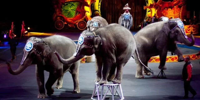 ଜୀବଜନ୍ତୁଙ୍କ ସୁରକ୍ଷାକୁ ଦୃଷ୍ଟିରେ ରଖି ପ୍ରସ୍ତାବ ଆଣିଲା କେନ୍ଦ୍ର : ସର୍କସରେ ଜୀବଜନ୍ତୁଙ୍କ ବ୍ୟବହାର ଉପରେ ଲାଗିଲା ପ୍ରତିବନ୍ଧକ