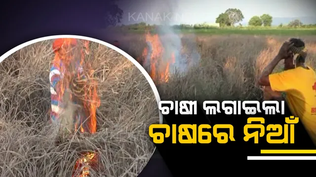 ପୁଣି ଜଳିଲା ଧାନ କିଆରୀ । କାମ ଦେଲାନି କୀଟନାଶକ, ଚକଡା ଆକ୍ରାନ୍ତରେ ଚାଷ ନଷ୍ଟ ଯୋଗୁଁ ଫସଲ ଜାଳିଦେଲେ ଚାଷୀ