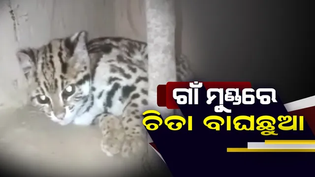 ଗାଁ ମୁଣ୍ଡରୁ ଉଦ୍ଧାର ହେଲା ଚିତାବାଘ । କେନ୍ଦୁଝର ହରିଚନ୍ଦନପୁର ପାଖ ବୁଢି ପଦର ଗାଁ ନିକଟରୁ ହେଲା ଉଦ୍ଧାର