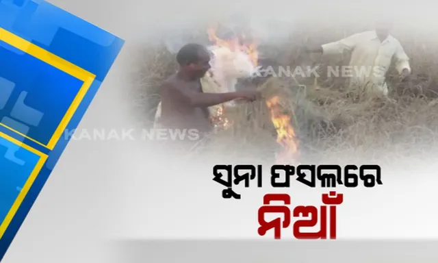 ପୁଣି ଫେରିଲା ଚକଡ଼ା ପୋକ : କଳାହାଣ୍ଡିରେ ସୁନା ଫସଲରେ ନିଆଁ ଲଗାଇଲା ଚାଷୀ