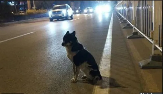 କୁକୁର ଓ ମଣିଷର ଅତୁଟ ପ୍ରେମ ! ରାସ୍ତା କଡରେ ୮୦ ଦିନ ହେବ ମାଲିକର ଫେରିବା ବାଟକୁ ଚାହିଁ ବସିଛି ନିରିହ କୁକୁର ।