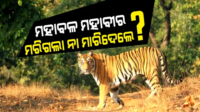 ବାଘ ମରୁଛି, ହାତୀ ମରୁଛି । ଜଙ୍ଗଲ ବିଭାଗ ଶୋଇ ରହିଛି?