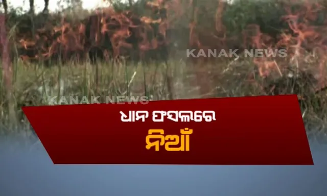 ଜଳିଲା କୋରାପୁଟର ଧାନ କ୍ଷେତ : ବର୍ଷା ଅଭାବରୁ ଉଜୁଡା ଫସଲରେ ନିଆଁ ଲଗାଇଲେ ଚାଷୀ