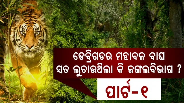 ବାଘ ମୃତ୍ୟୁ ନେଇ ମିଛ କହୁଥିଲା ବନବିଭାଗ । ଶେଷରେ ଧରାପଡିଗଲା ଜଙ୍ଗଲବିଭାଗର ସତ