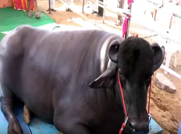 ୧୦ କୋଟି ଟଙ୍କାର ମଇଁଷି ଭୀମ୍ । ରକ୍ଷାଣବେକ୍ଷଣ ପାଇଁ ମାସକୁ ଖର୍ଚ୍ଚ ୧ ଲକ୍ଷ ଟଙ୍କା