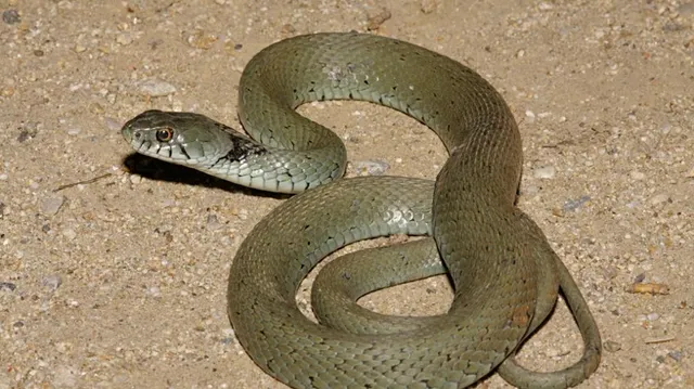 ସାପକୁ ମାରିବାକୁ ଯାଇ ପିସ୍ତଲରେ ଚଳାଇଲେ ଗୁଳି, ତା’ପରେ ଯାହା ହେଲା ପରିବାର ଲୋକେ କେବେ ଭୁଲି ପାରିବେନି