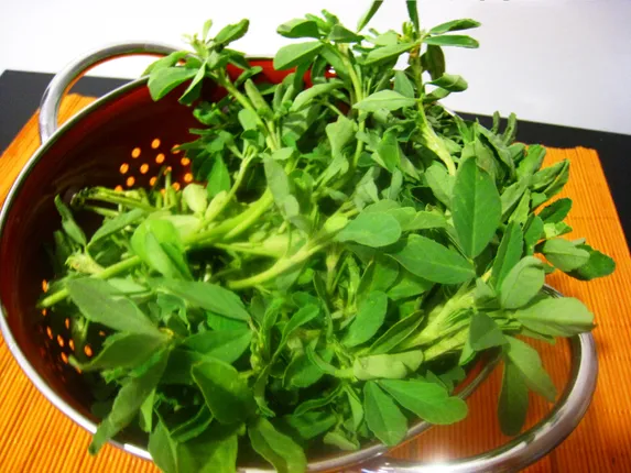 ଏହି ଶାଗରେ ରହିଛି ଅନେକ ଗୁଣ : ଖାଇଲେ ଦୂରେଇ ଯିବ ଅନେକ ସ୍ୱାସ୍ଥ୍ୟ ସମସ୍ୟା