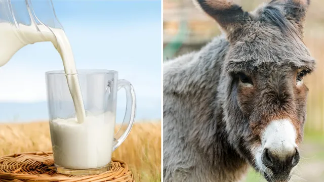 କ୍ଷୀର ମଧ୍ୟରେ ସବୁ ଠାରୁ ଶୁଦ୍ଧ ହେଉଛି ଗଧକ୍ଷୀର ! ରହିଛି ଦୁଃସାଧ୍ୟ ରୋଗକୁ ସମୁଳେ ନାଶ କରିବାର କ୍ଷମତା ।