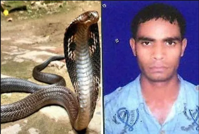 ବିଶ୍ୱାସ ନା ଅନ୍ଧବିଶ୍ୱାସ ! ଗୋଟିଏ ଦିନ ପୂର୍ବରୁ ନେଇଥିଲେ ନାଗର ଜୀବନ,ପରଦିନ ତିନିଜଣଙ୍କୁ ଚୋଟ ମାରିଲା ନାଗୁଣୀ ।