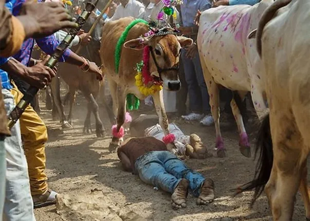 ଆସ୍ଥା ନାଁ ଅନ୍ଧବିଶ୍ୱାସ ! ମଧ୍ୟପ୍ରଦେଶରେ ଏକ ଗାଁରେ ପରମ୍ପରା ନାମରେ ଗାଈର ଗୋଡ଼ ତଳେ ଦଳିଚକଟି ହୋଇଯାଏ ଜୀବନ