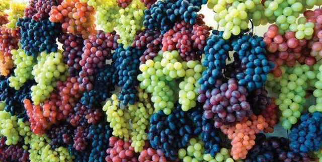 ସଫଳ ହେଲା ଭାରତର ପ୍ରୟାସ ! ଚୀନରେ ବଢ଼ୁଛି ଭାରତୀୟ ଅଙ୍ଗୁରର ଚାହିଦା