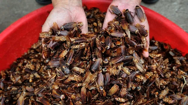 ଏହି କାରଣରୁ ଚୀନରେ କରାଯାଉଛି ଅସରପା ଚାଷ, ବିଶେଷ ରଣନୀତି ଅନୁଯାୟୀ ହେବ ଏହାର ବ୍ୟବହାର