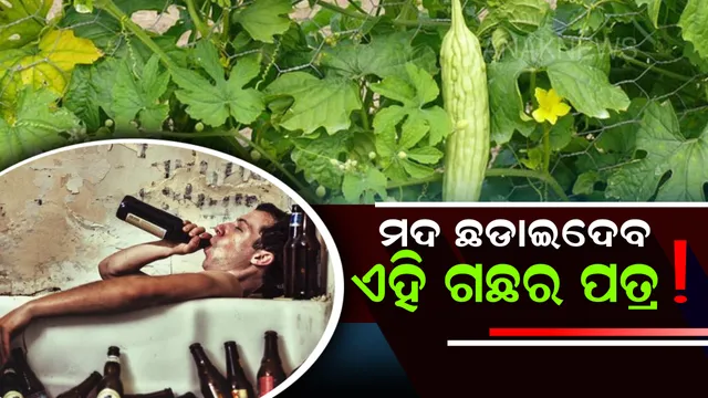 ଅତ୍ୟଧିକ ମଦ ପିଉଥିବା ଲୋକଙ୍କ ପାଇଁ ରାମବାଣ ହୋଇପାରେ ଏହି ଗଛର ପତ୍ର ! କିଛି ଦିନ ପିଇବା ପରେ ପୁଣିଥରେ ମଦ ପିଇବାକୁ ମନ ବଳାଇବେନି ବ୍ୟକ୍ତି । 