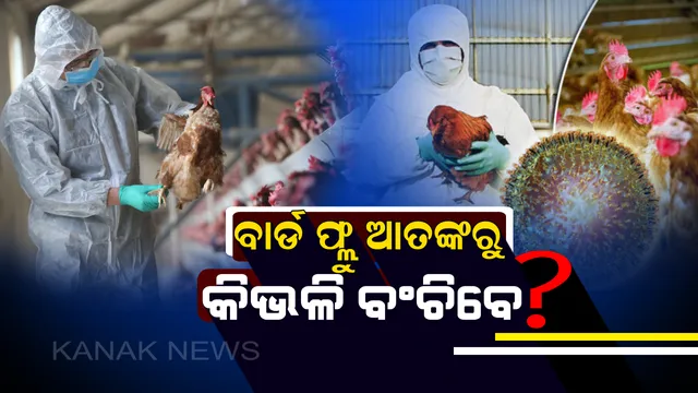 ପୁଣି ଫେରିଲା ବାର୍ଡ ଫ୍ଲୁ ଆତଙ୍କ ! ଏହାର ପ୍ରକୋପ ଏବଂ ସଂକ୍ରମଣରୁ କିଭଳି ନିଜକୁ ଏବଂ ପରିବାରକୁ ବଚାଂଇବେ ଜାଣନ୍ତୁ ।