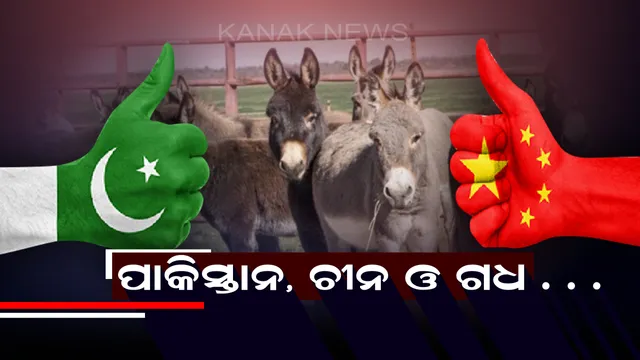 ଚୀନକୁ ଖୁସି କରିବା ପାଇଁ ପାକିସ୍ତାନର ବଢ଼ାଉଛି ଗଧସଂଖ୍ୟା !