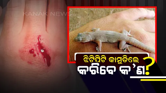 ଆପଣଙ୍କ ଘରେ ମଧ୍ୟ ଝିଟିପିଟି ଉତ୍ପାତ ମଚାଇଛନ୍ତି କି ? କେତେବେଳେ ବି କାମୁଡିପାରନ୍ତି ଜାଣନ୍ତୁ କିଭଳି କରିବେ ପ୍ରାରମ୍ଭିକ ଚିକିତ୍ସା ।