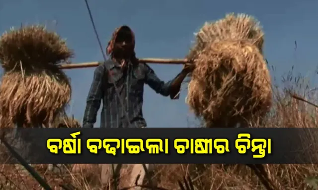 ଓଡ଼ିଶା ଚାଷୀଙ୍କ ପାଇଁ ନୂଆଁ ସଙ୍କଟ ‘ପେଥାଇ’ ! ବାତ୍ୟା ପ୍ରଭାବରେ ବିଭିନ୍ନ ଜିଲ୍ଲାରେ ବର୍ଷା, ପାଣି ଭିତରେ ବୁଡି ରହିଛି କଟାଧାନ