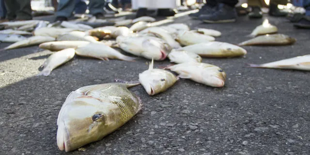 ଆକାଶରୁ ହେଲା ମାଛ ବର୍ଷା : ବାତ୍ୟା ପେଥାଇ ଯୋଗୁଁ ଅମଲାପୁରମରେ ଆକାଶରୁ ବର୍ଷିଲା ମାଛ