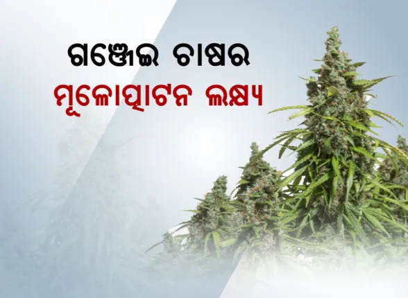 କନ୍ଧମାଳରେ ଗଞ୍ଜେଇ ଗଛ କଟା ଅଭିଯାନ: ଜିଲ୍ଲାରୁ ଗଂଜେଇ ଚାଷ  ମୂଳୋତ୍ପାଟନ ଲକ୍ଷ୍ୟରେ  ଅଂଟା ଭିଡିଲା ପୁଲିସ