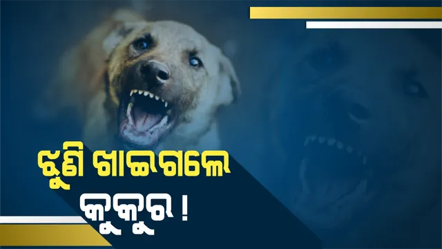 ବଲାଙ୍ଗୀରରେ ଅଭାବନୀୟ ଘଟଣା ! ନବଜାତକୁ ରାସ୍ତାରେ ଝୁଣି ଖାଇଲେ କୁକୁର