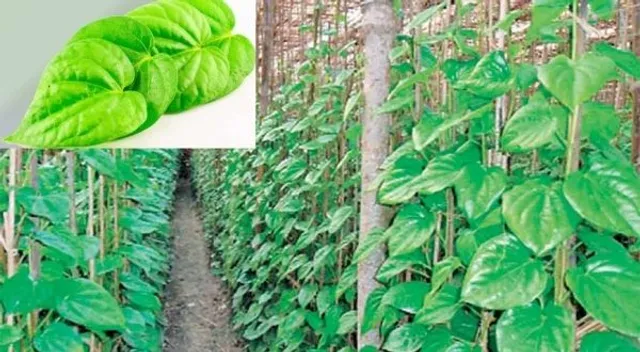 ପୁରୁଣାରୁ ପୁରୁଣା ଅର୍ଶକୁ ସମୂଳେ ନାଶ କରିବାର କ୍ଷମତା ରଖେ ପାନପତ୍ର ! ଜାଣନ୍ତୁ ଖାଇବାର ବିଧି ।