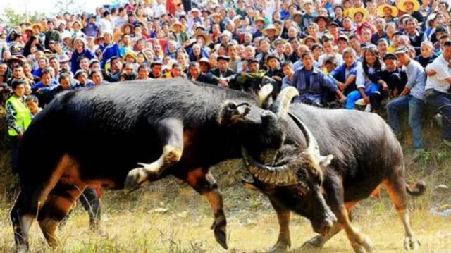 ତାମିଲନାଡ଼ୁ ଅରିୟାଲୁରରେ ପାଳନ ହେଲା ଜଲ୍ଲିକଟ୍ଟୁ ଉତ୍ସବ ! ୧୦ ଜଣଙ୍କୁ ଦଳିଦେଲେ ଷଣ୍ଢ