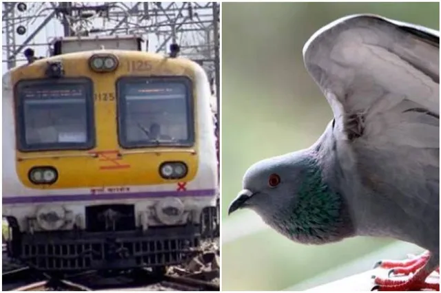 ପାରାକୁ ବଞ୍ଚାଇବାକୁ ପାଇଁ ୫ ମିନିଟ ଅଟକିଲା ଟ୍ରେନ୍ ! ଜାଣନ୍ତୁ କଣ ରହିଛି ପ୍ରକୃତ ଘଟଣା ।