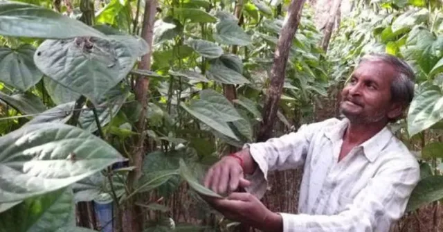 ଟମାଟୋ ପରେ ଏବେ ପାନ ପାଇଁ ହନ୍ତସନ୍ତ ହେବ ପାକିସ୍ତାନ ! ପାନ ପଠାଇବା ପାଇଁ ମନାକଲେ ଭାରତୀୟ ଚାଷୀ