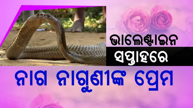 ଭାଲେଣ୍ଟାଇନ ସପ୍ତାହରେ ନାଗ-ନାଗୁଣୀଙ୍କ ପ୍ରେମ କାହାଣୀ !