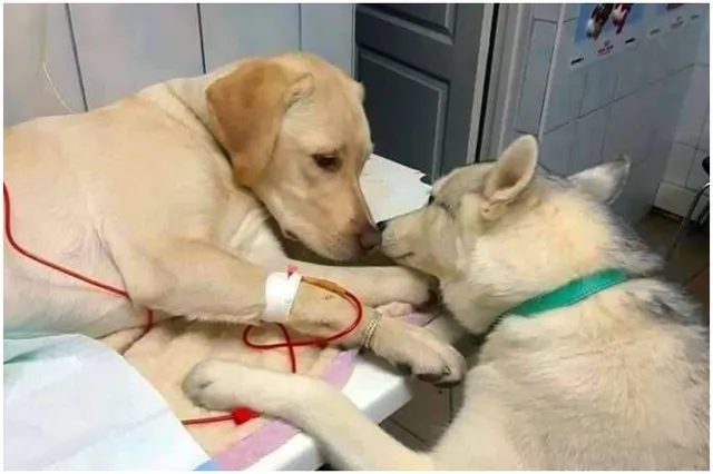 ଡାକ୍ତରଖାନାରେ ଆସିଷ୍ଟାଣ୍ଟ୍ ହୋଇ ରୋଗୀଙ୍କ ସେବା କରୁଛି ଏହି କୁକୁର ! ସୋସିଆଲ୍ ମିଡିଆରେ ଭାଇରାଲ୍ ହେଲା ମନୋଲୋଭା ଫଟୋ ।