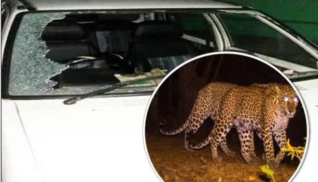 ଚଳନ୍ତା କାର ଉପରକୁ ଡେଇଁଲେ ୩ ବାଘ ! ବାପ-ପୁଅ ଗୁରୁତର । 