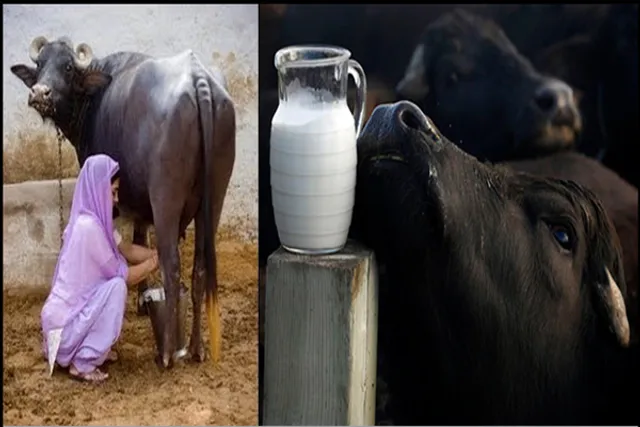 ଗାଇ ଏବଂ ମଇଁଷିଙ୍କ ଠାରେ ବ୍ୟାପୁଛି ଏହି ଗମ୍ଭୀର ରୋଗ ! ଆପଣ ମଧ୍ୟ କ୍ଷୀର ପିଇବା ପୂର୍ବରୁ ସତର୍କ ରୁହନ୍ତୁ ।