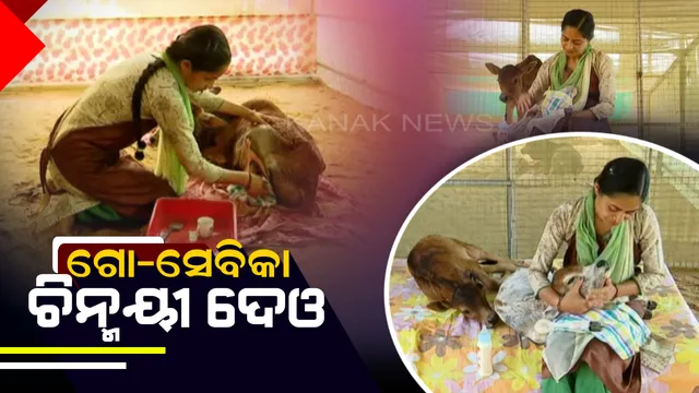 ଗୋ-ସେବାରେ ନିମଗ୍ନ ବଣେଇ ରାଜ ପରିବାରର କନ୍ୟା । ୨୦ ବର୍ଷ ହେବ ଗୋ-ମାତାଙ୍କ ଯତ୍ନ ନେଉଛନ୍ତି ଚିନ୍ମୟୀ ଦେଓ