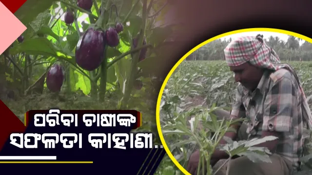 ଯୁବକଙ୍କ ପାଇଁ ପ୍ରେରଣା ନିଆଳିର ଯୁବଚାଷୀ କୃଷ୍ଣଚନ୍ଦ୍ର: ୫ ଏକର ଜମିରେ ପନିପରିବା ଚାଷ କରି ସ୍ୱାବଲମ୍ବୀ ହେବା ସହ ୩୦ ଜଣଙ୍କୁ ଦେଇଛନ୍ତି ରୋଜଗାର