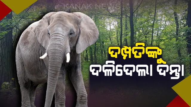 ଢେଙ୍କାନାଳର ଦୁଧକାଟେନିରେ ଦମ୍ପତ୍ତିଙ୍କୁ ଦଳିଦେଲା ଦନ୍ତା । ଘଟଣାସ୍ଥଳରେ ସ୍ତ୍ରୀ ଓ ମେଡିକାଲରେ ଆଖି ବୁଜିଲେ ସ୍ୱାମୀ