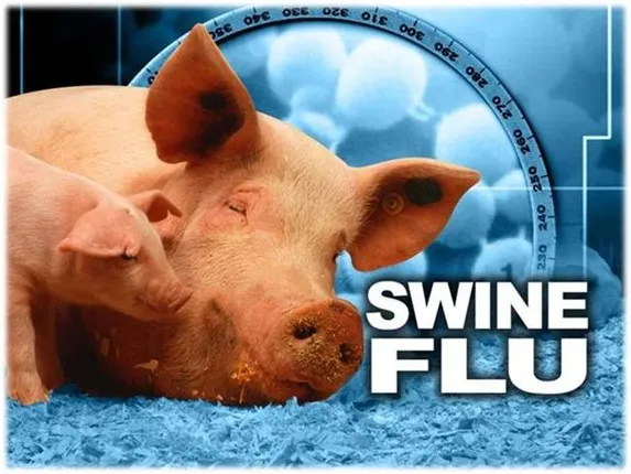 ରାଜ୍ୟକୁ ପୁଣି ଫେରିଲା ସ୍ୱାଇନ ଫ୍ଲୁ ! ଅନୁଗୁଳୁରେ ଦମ୍ପତି ମୃତ, ସହରରେ ଆତଙ୍କିତ ଲୋକ