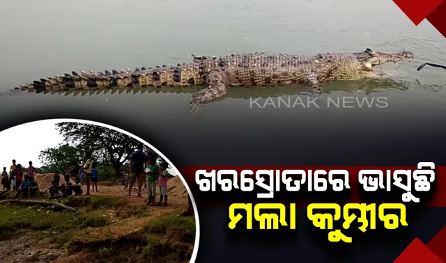 ଖରସ୍ରୋତା ନଦୀରେ ଭାସୁଛି ମଲାକୁମ୍ଭୀର ! କୁମ୍ଭୀରଙ୍କୁ ଦେଖିବା ପାଇଁ ସ୍ଥାନୀୟ ଲୋକଙ୍କ ଜମିଛି ଭିଡ