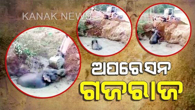 ସଫଳ ହେଲା ଅପରେସନ୍ ଗଜରାଜ । ବନ କର୍ମଚାରୀଙ୍କ ଉଦ୍ୟମ ପରେ ଖାଲରୁ ଉଦ୍ଧାର ହେଲା ହାତୀ ଛୁଆ