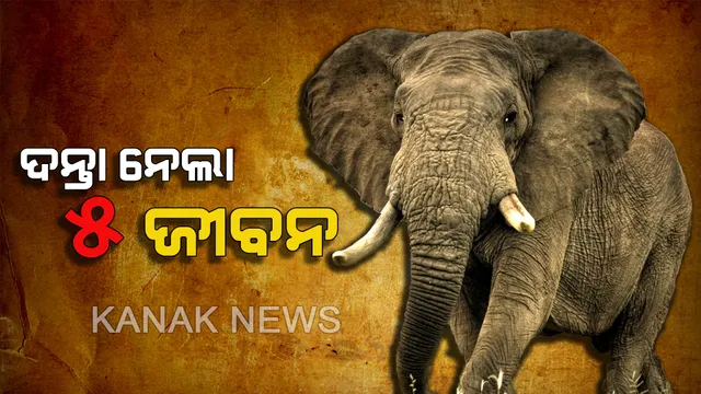ତାଳଚେରରେ ମାତିଲା ହାତୀ : ଷଣ୍ଢଗାଁରେ ୫ ଜଣଙ୍କୁ ଦଳି ମାରିଦେଲା ଦନ୍ତା, ଗୋଟିଏ ପରିବାରର ୪ ମୃତ