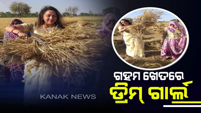 ଅଭିନୟ ତରିକାରେ ପ୍ରଚାର । ଟାଣଖରାରେ ଚାଷୀଙ୍କ ସହ ମିଶି ଗହମ କାଟିଲେ ଅଭିନେତ୍ରୀ ହେମାମାଳିନୀ