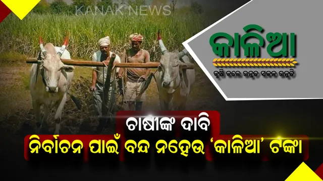ବନ୍ଦ କରନାହିଁ ‘କାଳିଆ’ ଟଙ୍କା । ନିର୍ବାଚନ କମିଶନଙ୍କ ନିକଟରେ ଫେରାଦ ହେଲେ କୃଷକ ସଙ୍ଗଠନ, କହିଲେ, ଚାଷୀଙ୍କ ସମସ୍ୟା ବହୁଳ ଜୀବନରେ ଆଶା ସଞ୍ଚାର କରିଥିଲା କାଳିଆ ଯୋଜନା