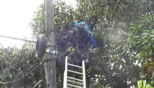 ରାଜଧାନୀରେ ଅଭାବନୀୟ ଘଟଣା ! ଆମ୍ବ ତୋଳିବା ହେଲା କାଳ, ବିଦ୍ୟୁତ ଆଘାତରେ ଚାଲିଗଲା ଯୁବକଙ୍କ ଜୀବନ ।