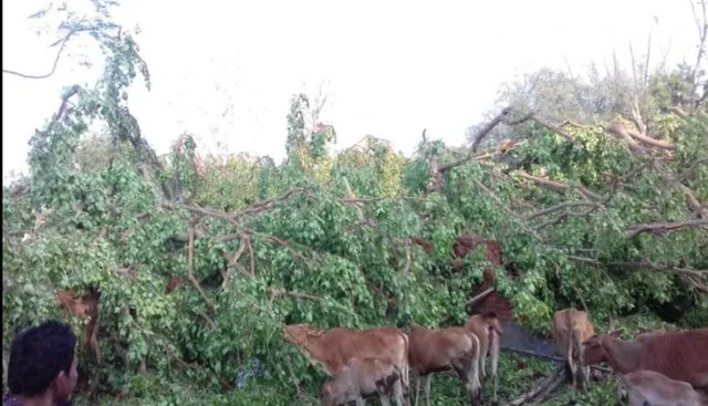 ତାଣ୍ଡବ ରଚିଲା କାଳବୈଶାଖୀ ! ଶୋଇଥିବା ଅବସ୍ଥାରେ ଘର ଉପରେ ଗଛ ପଡ଼ି ମା’, ଝିଅ ମୃତ